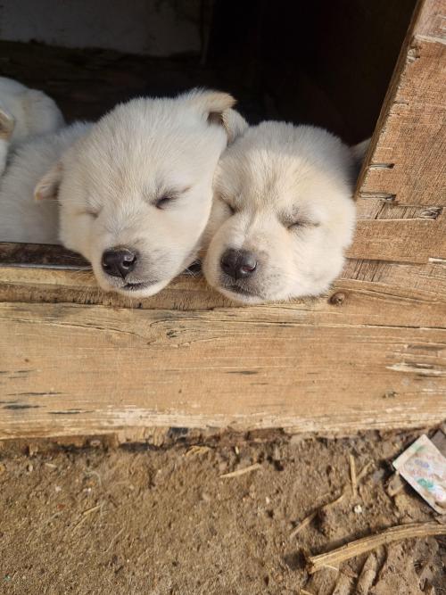 한달된 아기 분양합니다