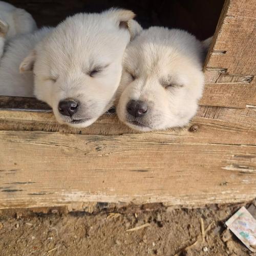한달된 아기 분양합니다