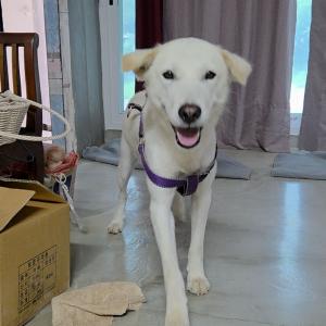 진도 믹스(자견)