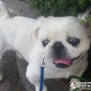 [인천 연수동] (페키니즈) 강아지 찾습니다