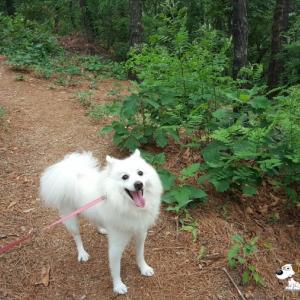 5살 스피츠 남아 찾아요