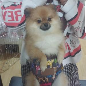 우리도발이를찾아요