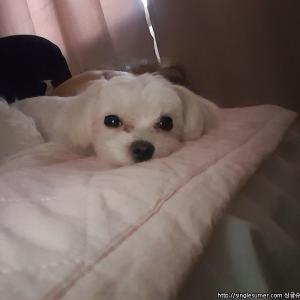 경기도 구리시 수택동에서 말티즈 여아를 잃어버렸어요 ㅠㅜ 꼭좀 연락주세요