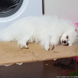 저희 크림이 포메라니안좀 찾아주세요...ㅜㅜ 서울 강서구 방화동