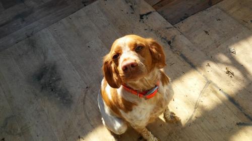 브리타니사냥견을찾습니다