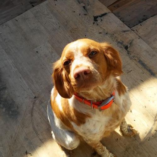 브리타니사냥견을찾습니다