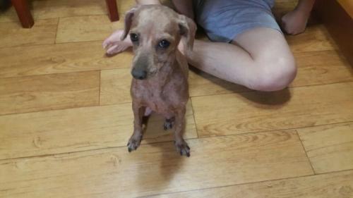 인천 부평구 산곡동(원적산터널입구 근방)에서 길잃은 갈색 하운드?를 보호중입니다.