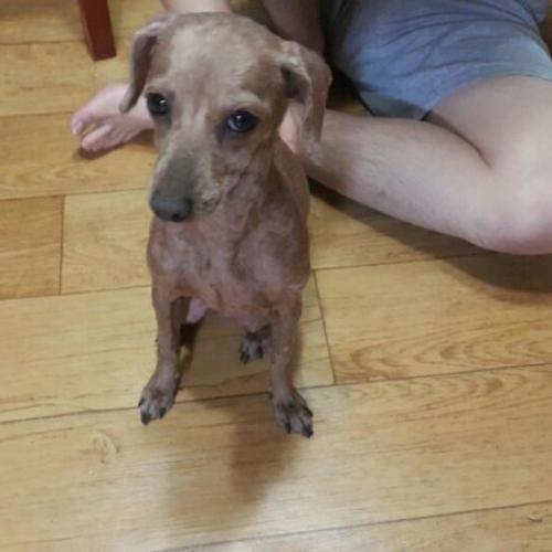 인천 부평구 산곡동(원적산터널입구 근방)에서 길잃은 갈색 하운드?를 보호중입니다.