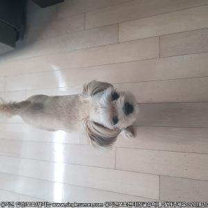 강아지를찾습니다