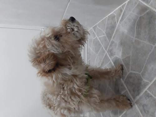 경주 믹스견 남아 주인찾아요