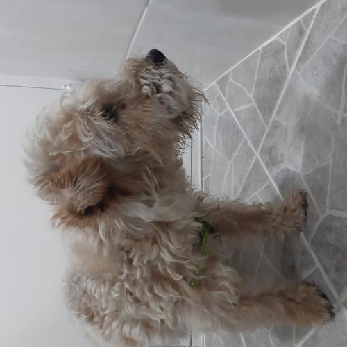 경주 믹스견 남아 주인찾아요