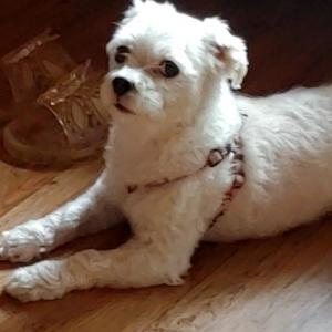 강아지를 찾습니다