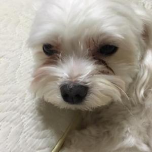 인천서구석남동 말티즈남아를 찾습니다.