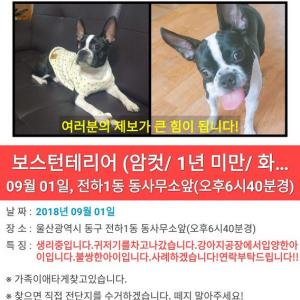 반려견찾아요