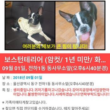 반려견찾아요