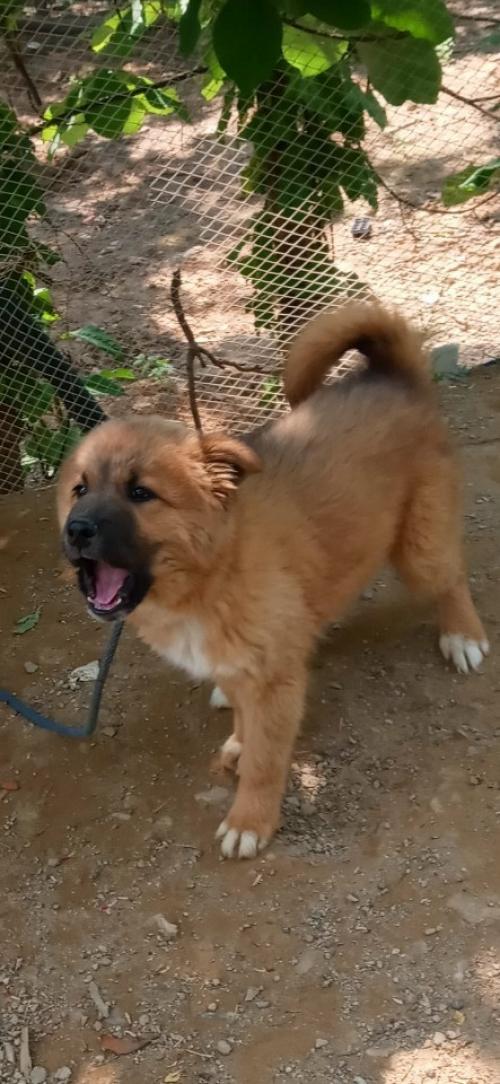 안양시  누릉이를찾습니다