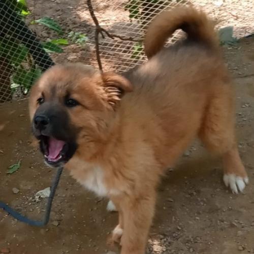 안양시  누릉이를찾습니다