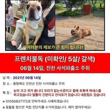 진천 사석리 프렌치불독 여아 찾습니다 도와주세요