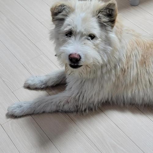 신평강변도로에서 다대포가는 길에 발견한 유기견