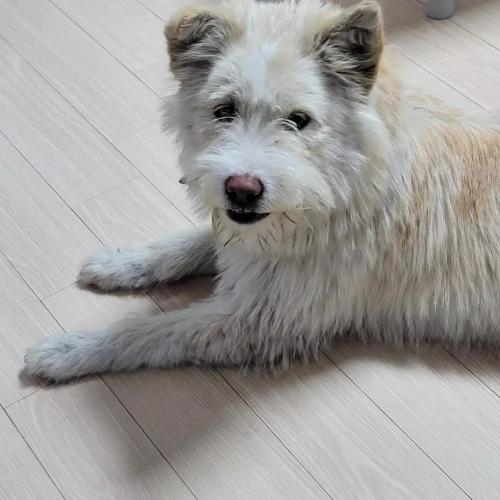 신평강변도로에서 다대포가는 길에 발견한 유기견