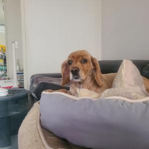 코카스파니엘 라운이를 찾습니다