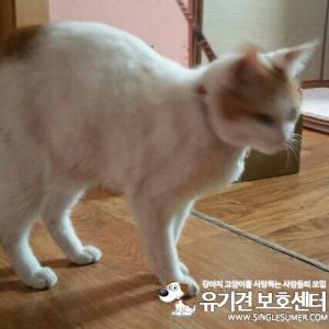 고양이찾아요
