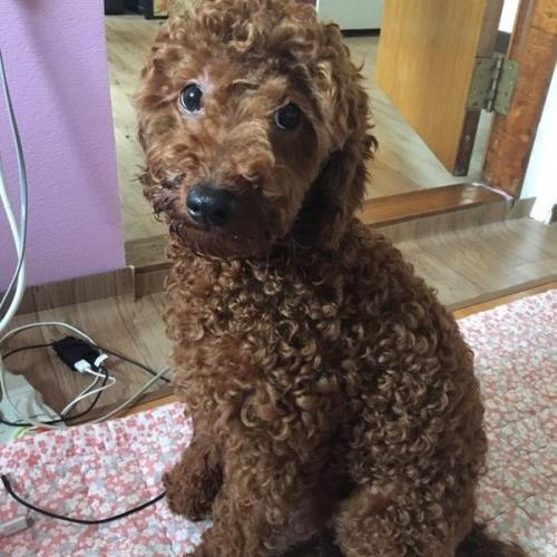 1살 남아 푸들 분양합니다( 분양완료)