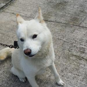 전북 남원, 반려견을 찾습니다.