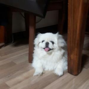 페키니즈 찾습니다!