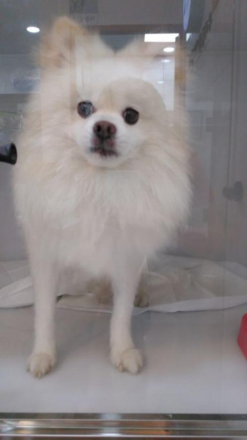 도봉구민회관 앞 스피츠