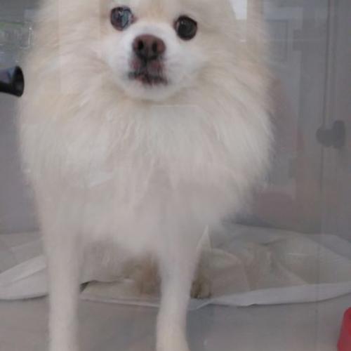 도봉구민회관 앞 스피츠