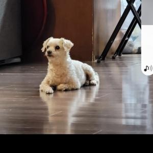 강아지좀 찾아주세요