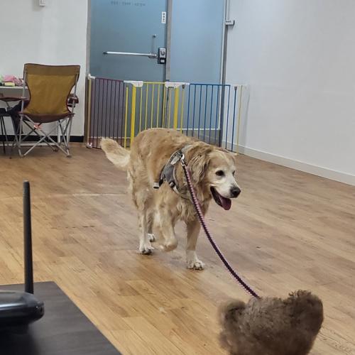 천사같은 골든리트리버 무료분양 합니다!