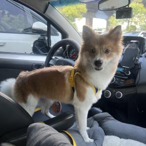 한강 믹스견 분실