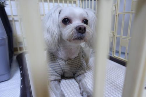 [찾았어요]금천구(시흥동/독산동/석수동) 말티 여아 보호중