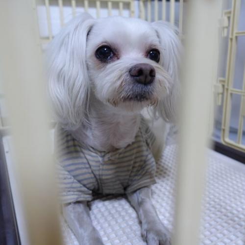 [찾았어요]금천구(시흥동/독산동/석수동) 말티 여아 보호중