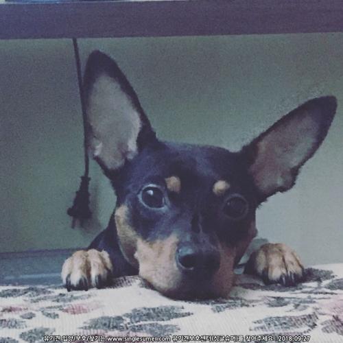 미니핀 남아 2살령 분양보냅니다