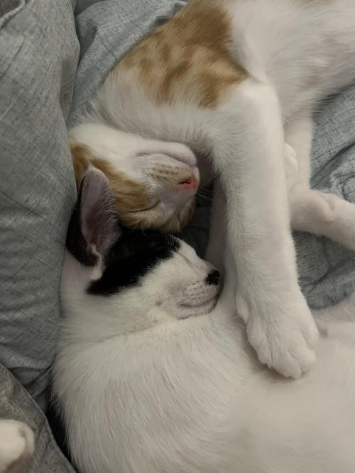 3개월 새끼냥이입니다!