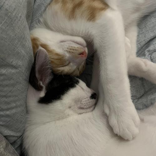 3개월 새끼냥이입니다!