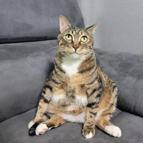 코숏 2마리 무료분양합니다