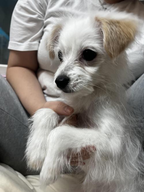 4개월 된 믹스 남아