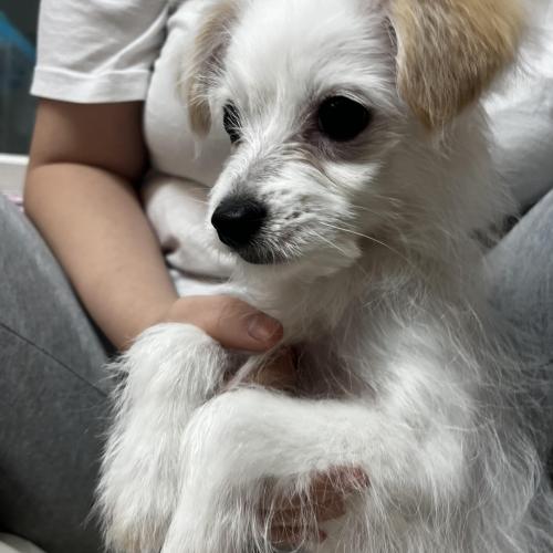 4개월 된 믹스 남아