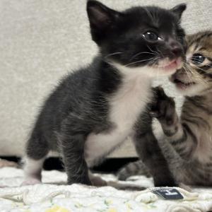 5주된 고양이와 평생을 함께 할 새 가족을 찾습니다.