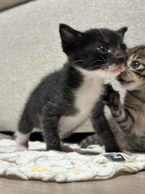 5주된 고양이와 평생을 함께 할 새 가족을 찾습니다.