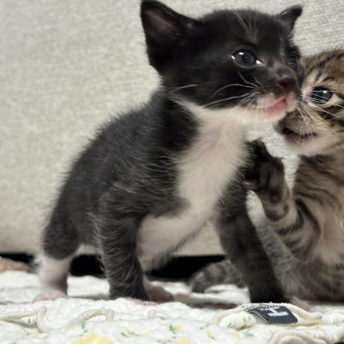 5주된 고양이와 평생을 함께 할 새 가족을 찾습니다.