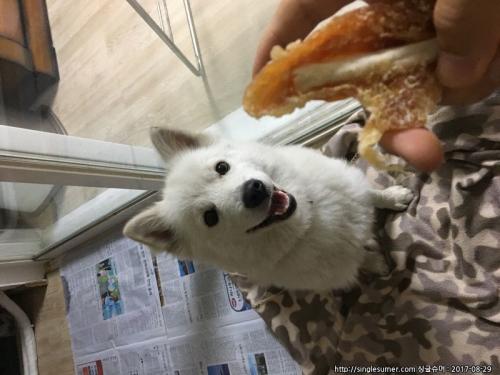 스피츠 수컷 보호중입니다.!  부평 일신동, 송내부근