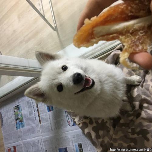 스피츠 수컷 보호중입니다.!  부평 일신동, 송내부근