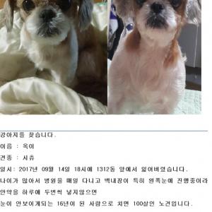 경기 광명 / 시츄 옥이를 찾습니다.