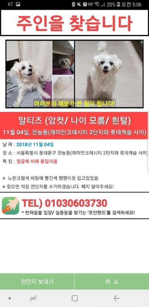 [11/4일 발견][서울-전농동] 말티즈/4-5살(추정)/발견 당시 노란크림색-빨간땡땡이 옷 입고 있었음