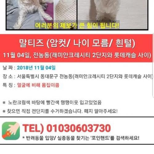 [11/4일 발견][서울-전농동] 말티즈/4-5살(추정)/발견 당시 노란크림색-빨간땡땡이 옷 입고 있었음